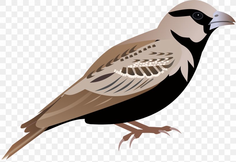 Lark Sparrow Clip Art, PNG, 2000x1378px, Sparrow, American Sparrow, Beak, Bird, Fauna Download Free