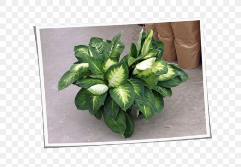 Leaf Vegetable Herb Plant Flowerpot, PNG, 1000x694px, Leaf, Flowerpot, Grass, Herb, Leaf Vegetable Download Free
