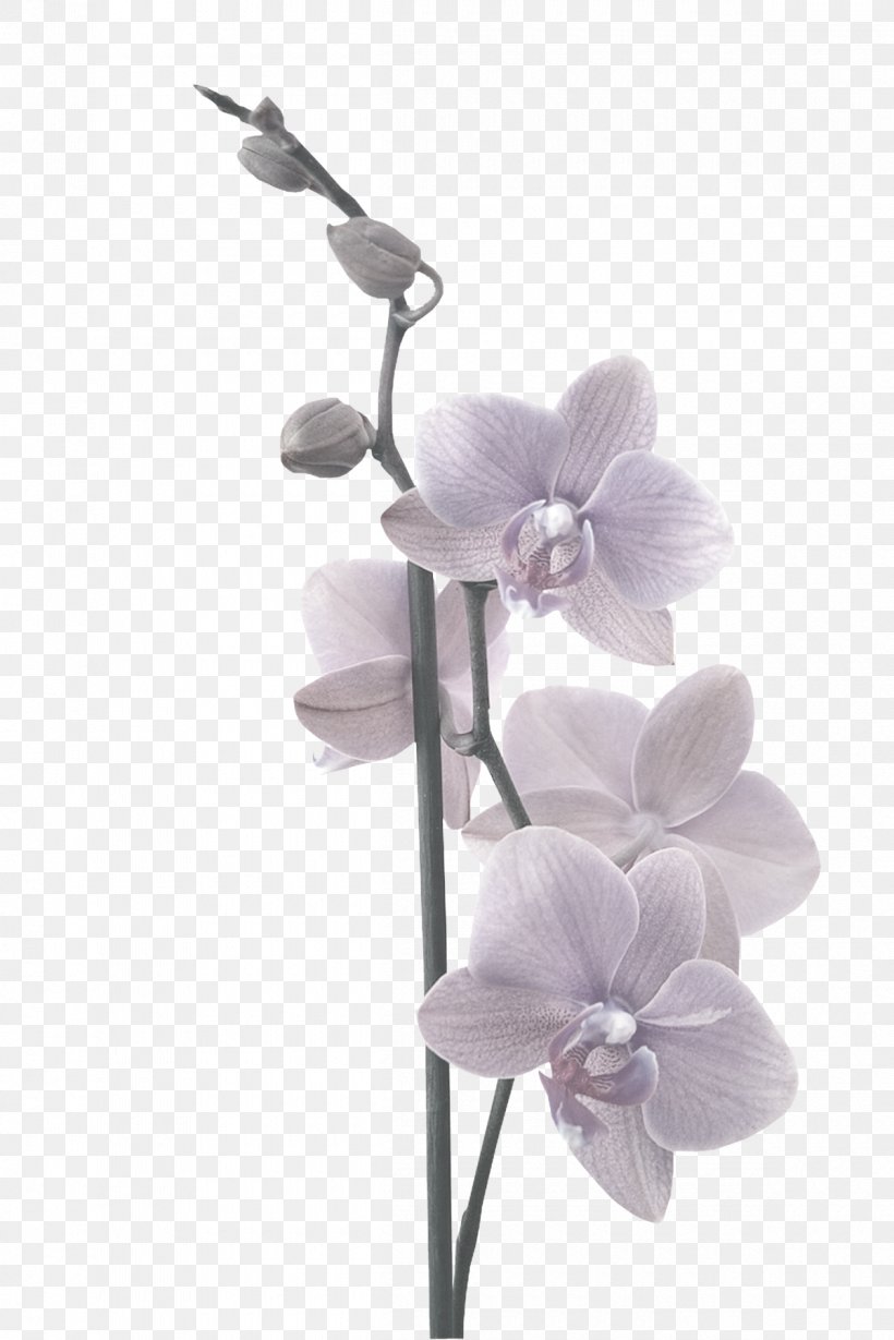 Moth Orchids Adhesive Paper Partition Wall, PNG, 1200x1799px, Moth Orchids, Adhesive, Canvas, Cut Flowers, Dendrobium Download Free