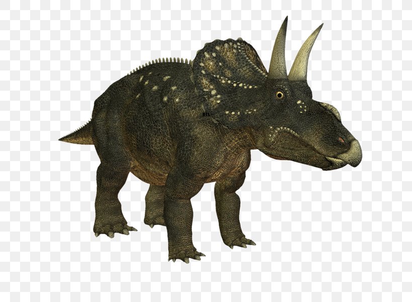 Triceratops Nedoceratops Tyrannosaurus Velociraptor Monoclonius, PNG, 800x600px, Triceratops, Animal Figure, Ceratopsia, Ceratopsidae, Dinosaur Download Free