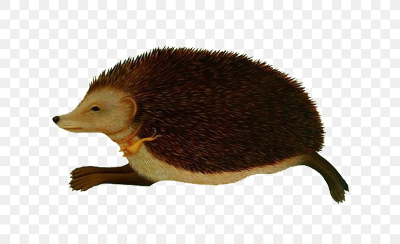 Whippet Domesticated Hedgehog Common Opossum Animal, PNG, 667x500px, Hedgehog, Animal, Artist, Common Opossum, Creative Work Download Free