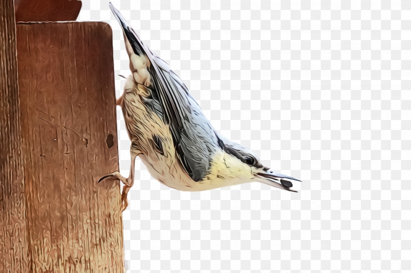 Bird Chickadee Wood Birdhouse Perching Bird, PNG, 2448x1632px, Watercolor, Beak, Bird, Birdhouse, Chickadee Download Free