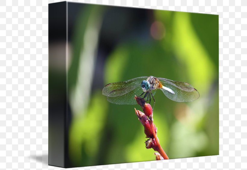 Dragonfly Damselflies, PNG, 650x565px, Dragonfly, Arthropod, Damselflies, Damselfly, Dragonflies And Damseflies Download Free
