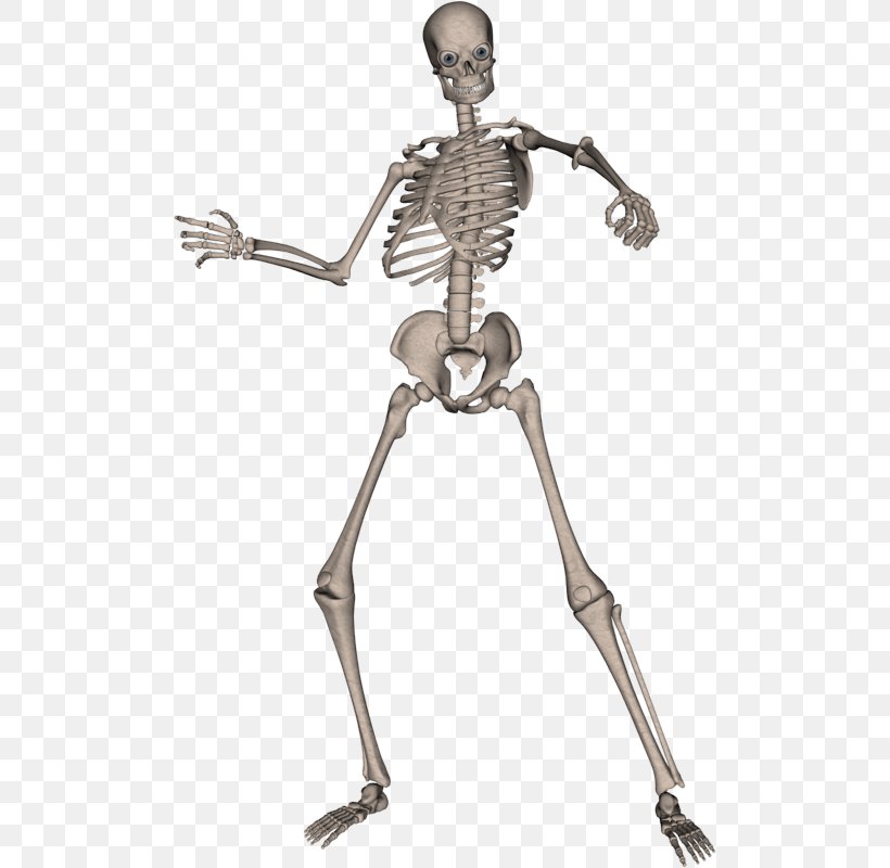 Human Skeleton Computer File, PNG, 500x800px, Human Skeleton, Arm, Bone, Display Resolution, Human Download Free