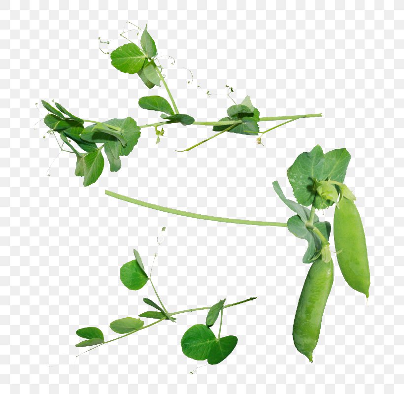 Snow Pea Icon, PNG, 760x800px, Snow Pea, Branch, Flora, Fruit, Gimp Download Free