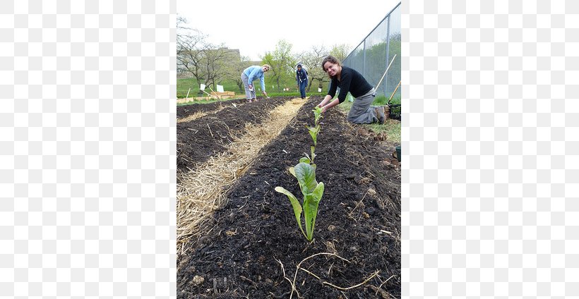 Crop Soil Farm Mulch Compost, PNG, 615x424px, Crop, Agriculture, Agronomy, Compost, Family Download Free