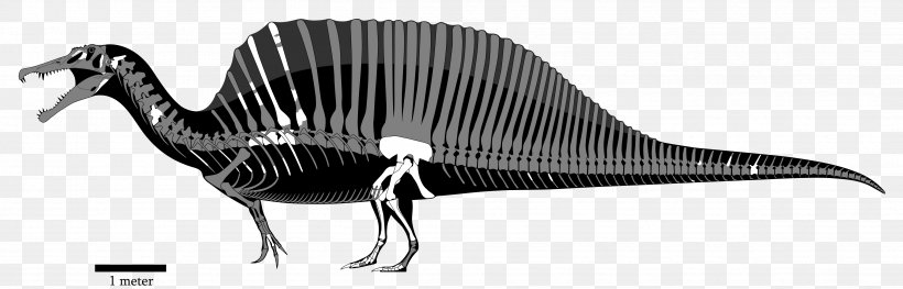 Spinosaurus Acrocanthosaurus Giganotosaurus Carcharodontosaurus Tyrannosaurus, PNG, 4681x1502px, Spinosaurus, Acrocanthosaurus, Animal Figure, Beak, Bird Download Free