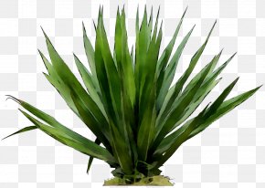 agave azul images agave azul transparent png free download favpng com