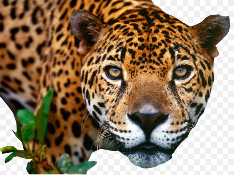 Jaguar Cars Jacksonville Jaguars Luxury Vehicle Sport Utility Vehicle, PNG, 900x675px, 4k Resolution, Jaguar, Animal, Big Cat, Big Cats Download Free
