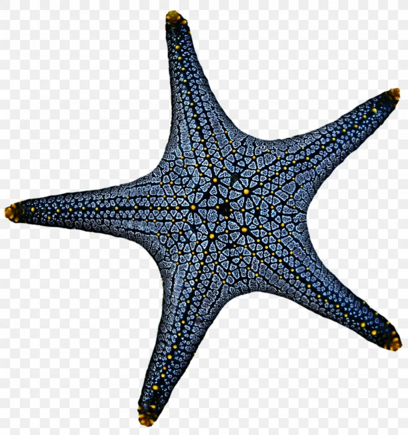 Linckia Laevigata Starfish Marine Invertebrates Echinoderm, PNG, 1024x1092px, Linckia Laevigata, Animal, Blue, Cobalt Blue, Echinoderm Download Free