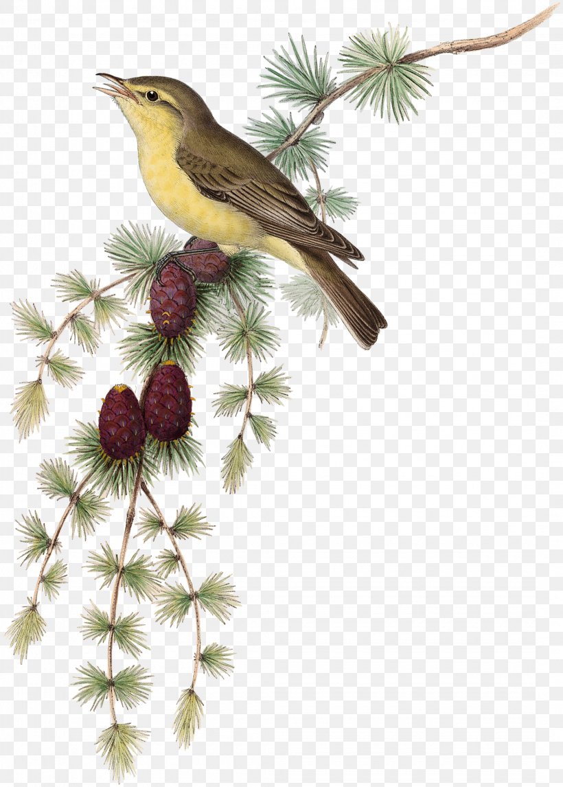 Bird Common Nightingale Melodious Warbler Ficedula Image, PNG, 2145x3000px, Bird, Beak, Branch, Common Nightingale, Cuculiformes Download Free