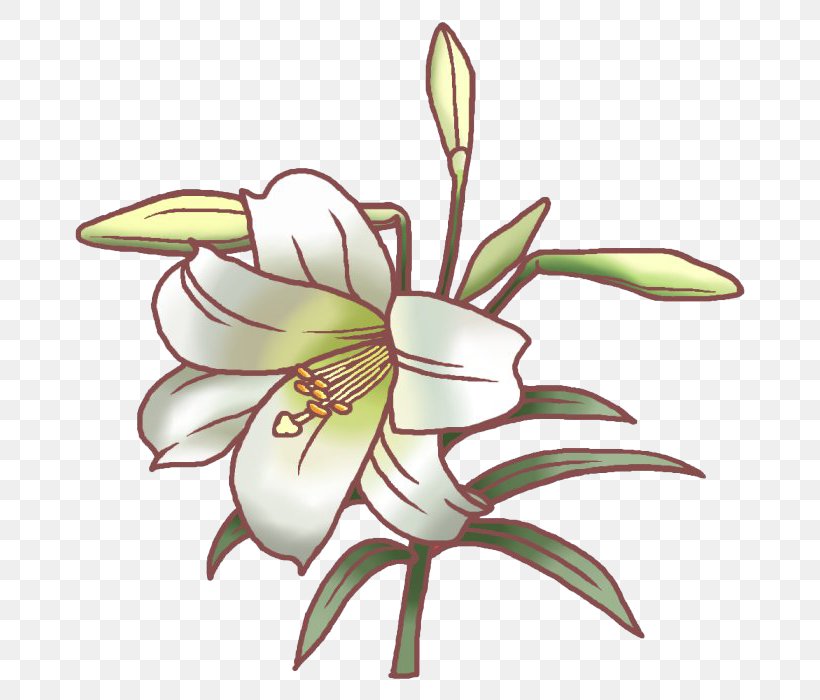 Easter Lily Tiger Lily Flower Lilium Speciosum Illustration, PNG, 700x700px, Watercolor, Cartoon, Flower, Frame, Heart Download Free