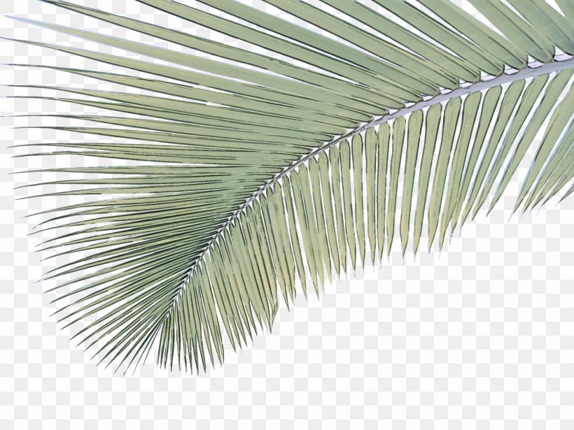Palm Tree, PNG, 1920x1440px, Tree, Arecales, Leaf, Palm Tree, Plant Download Free