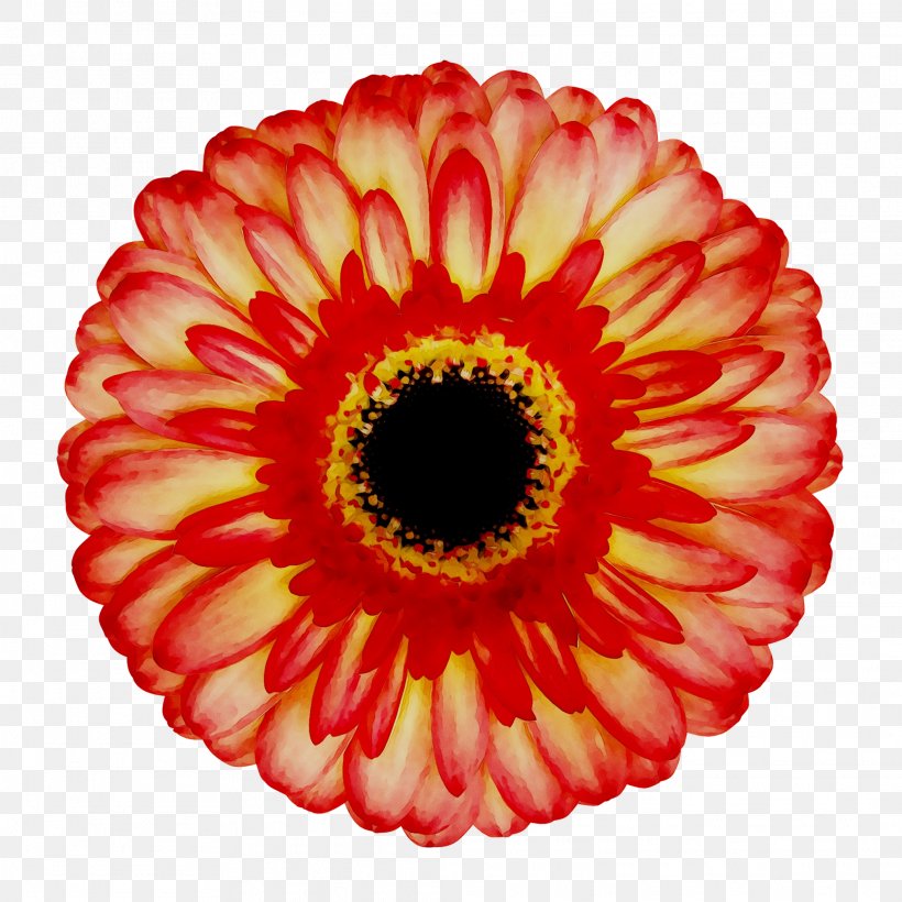 Transvaal Daisy Chrysanthemum Cut Flowers, PNG, 2073x2073px, Transvaal Daisy, Artificial Flower, Barberton Daisy, Chrysanthemum, Cut Flowers Download Free