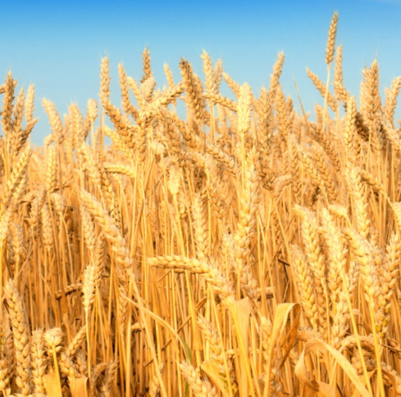 Wheat Agriculture Desktop Wallpaper Cereal Harvest, PNG, 1005x995px, Wheat, Agriculture, Avena, Barley, Cereal Download Free