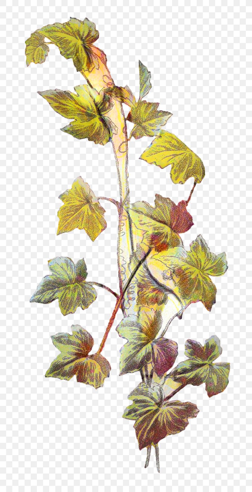 Botanical Illustration Vine Botany Drawing Image, PNG, 792x1600px, Botanical Illustration, Art, Botany, Drawing, Flower Download Free