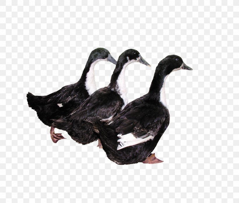 Duck Computer File, PNG, 1281x1088px, Duck, American Black Duck, Animal, Beak, Bird Download Free