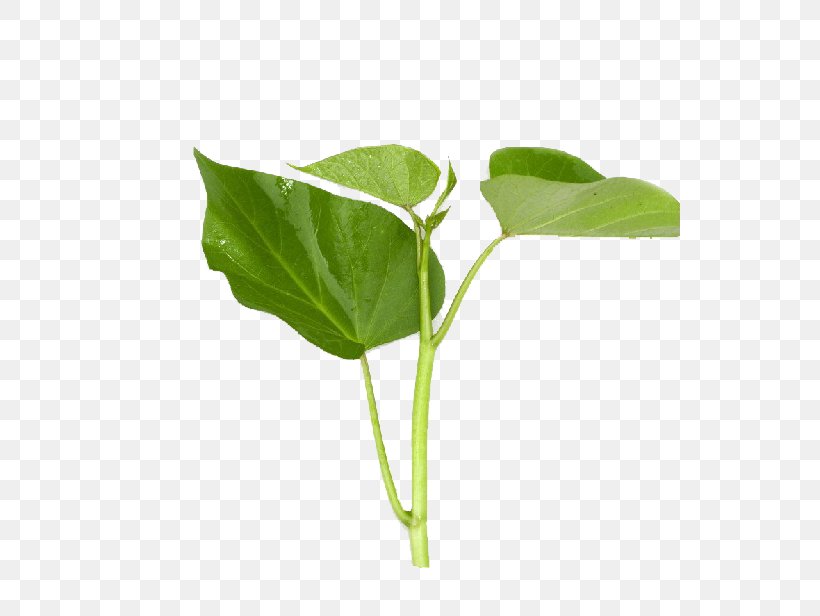 Green Vegetable Sweet Potato Leaf, PNG, 666x616px, Green, Bamboo Shoot, Dioscorea Alata, Food, Grass Download Free