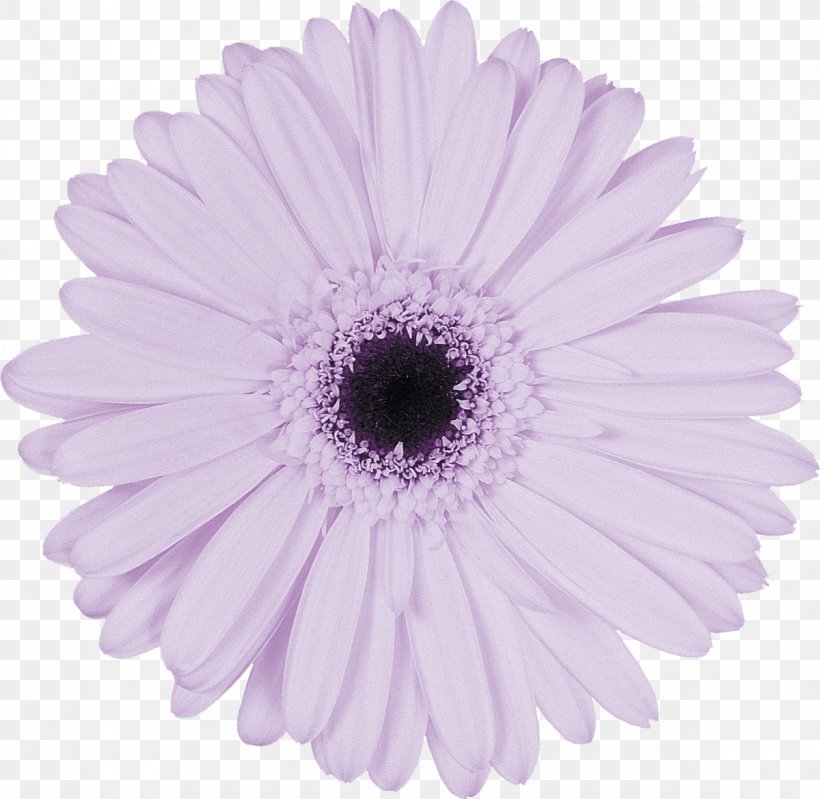 Photography Lilac Variable Cam Timing Purple Building A Love That Lasts: The Seven Surprising Secrets Of Successful Marriage, PNG, 1200x1170px, Photography, Aster, Blue, Chrysanths, Cut Flowers Download Free