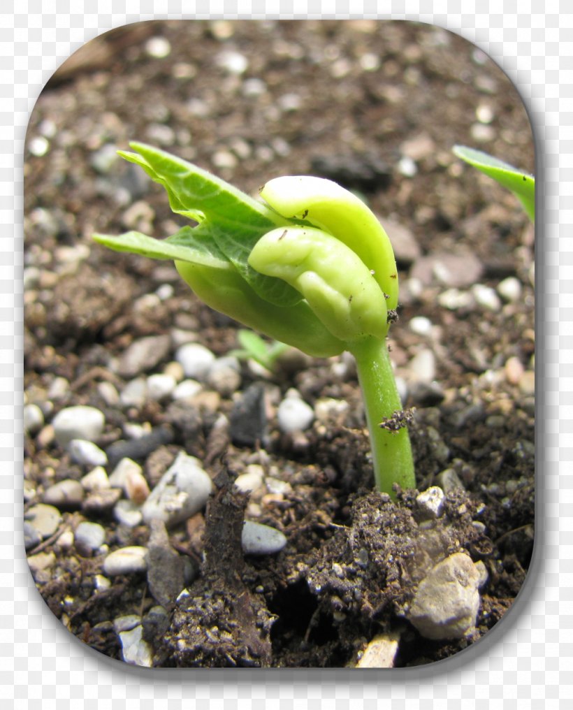 Soil Plant Stem, PNG, 1015x1258px, Soil, Bud, Plant, Plant Stem Download Free