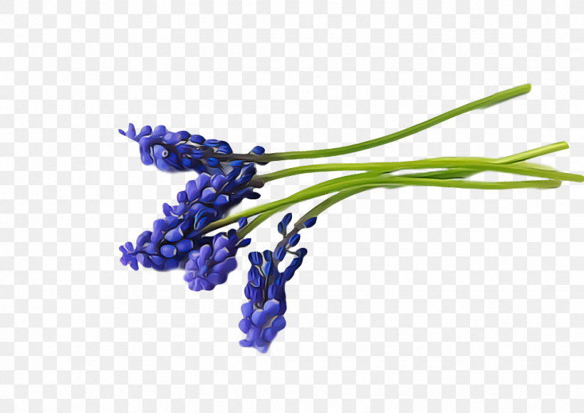 Spring Flower Spring Floral Flowers, PNG, 972x688px, Spring Flower, Delphinium, English Lavender, Flower, Flowers Download Free