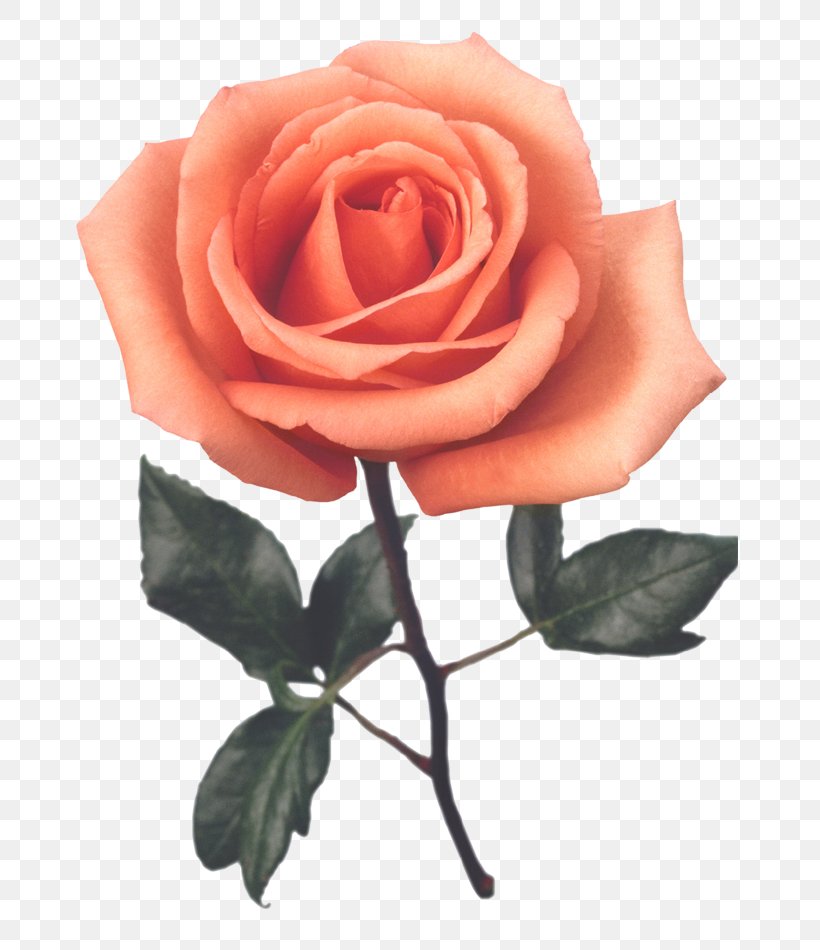 Beach Rose Red Cut Flowers Color, PNG, 739x950px, Beach Rose, China Pink, China Rose, Color, Cut Flowers Download Free