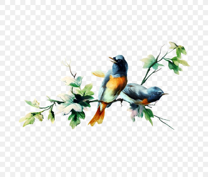 Bird, PNG, 700x700px, Bird, Beak, Bluebird, Branch, Depositfiles Download Free