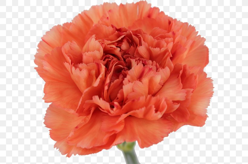 Carnation Cut Flowers Petal Peony, PNG, 600x545px, Carnation, Apple, Cream, Cut Flowers, Dianthus Download Free