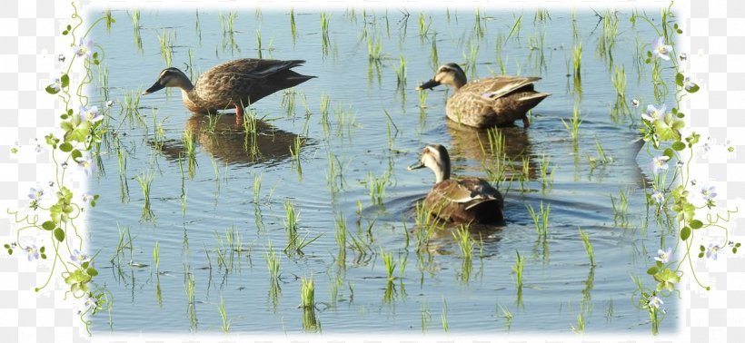 Mallard Duck Water Pond Beak, PNG, 1199x554px, Mallard, Beak, Bird, Duck, Ducks Geese And Swans Download Free
