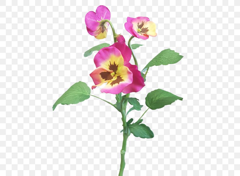 Rose Family Violet Cut Flowers Plant Stem Petal, PNG, 800x600px, Rose Family, Annual Plant, Cut Flowers, Flora, Flower Download Free