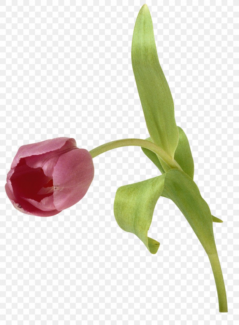 Tulip Cut Flowers Clip Art, PNG, 940x1280px, Tulip, Arum, Bud, Color, Cut Flowers Download Free