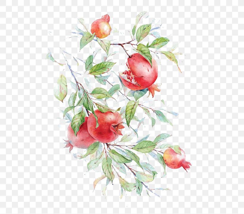 Watercolor Painting Pomegranate Drawing Flower Painting In Watercolor, PNG, 564x721px, Watercolor Painting, Branch, Drawing, Floral Design, Floristry Download Free