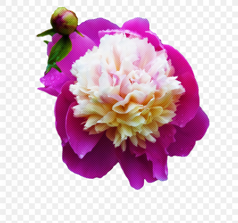 Garden Roses, PNG, 1364x1278px, Cabbage Rose, Carnation, Cut Flowers, Floral Design, Floribunda Download Free