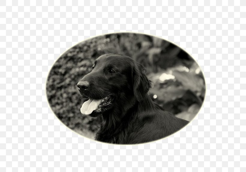 Labrador Retriever Flat-Coated Retriever Boykin Spaniel Puppy Dog Breed, PNG, 698x576px, Labrador Retriever, Black, Boykin Spaniel, Breed, Carnivoran Download Free