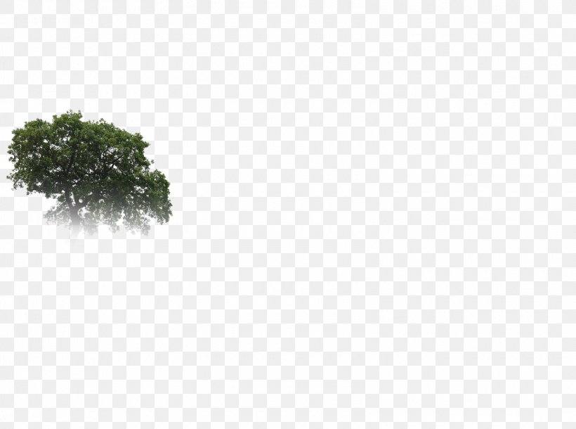 Branching Sky Plc, PNG, 1600x1191px, Branching, Branch, Grass, Sky, Sky Plc Download Free