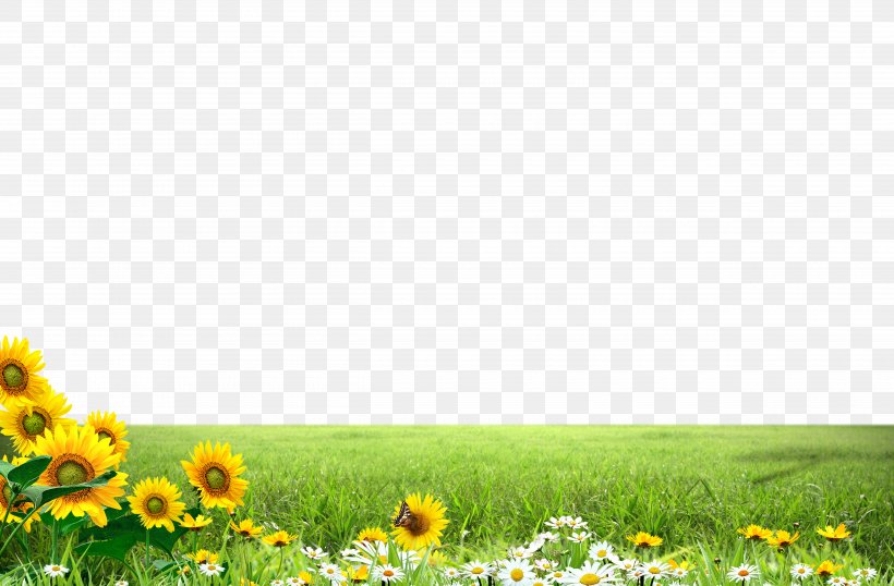 Common Sunflower Illustration, PNG, 5000x3286px, Common Sunflower, Energy Conservation, Environmental Protection, Field, Flower Download Free