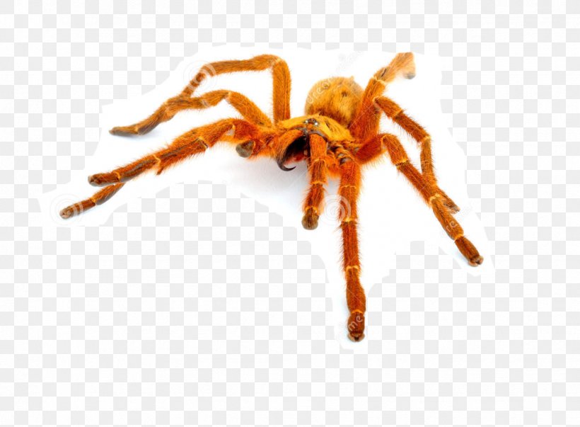 King Baboon Spider Pterinochilus Murinus Psalmopoeus Irminia Venom, PNG, 1738x1280px, Spider, Arachnid, Arthropod, Insect, Invertebrate Download Free
