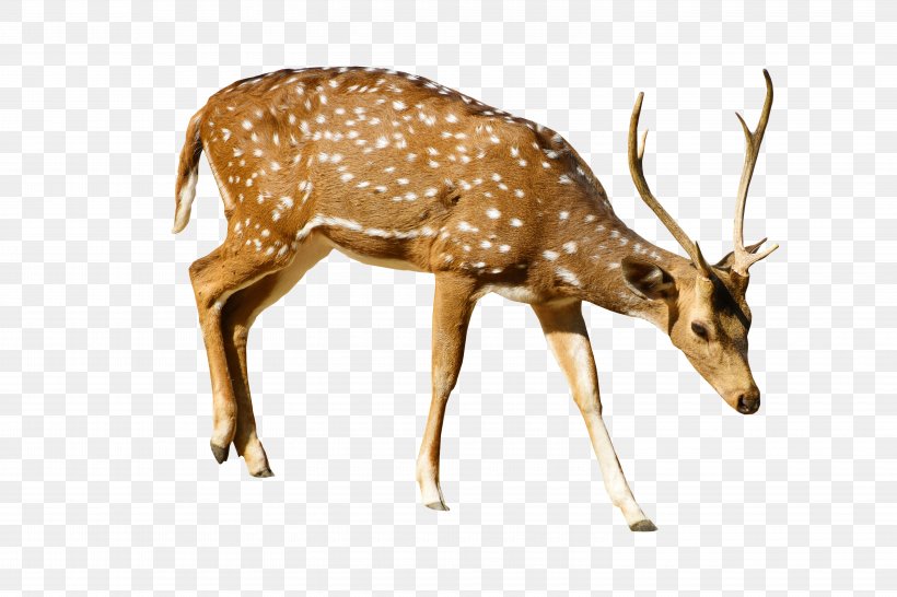 Reindeer White-tailed Deer Roe Deer, PNG, 6000x4000px, Reindeer, Antler, Deer, Display Resolution, Fauna Download Free