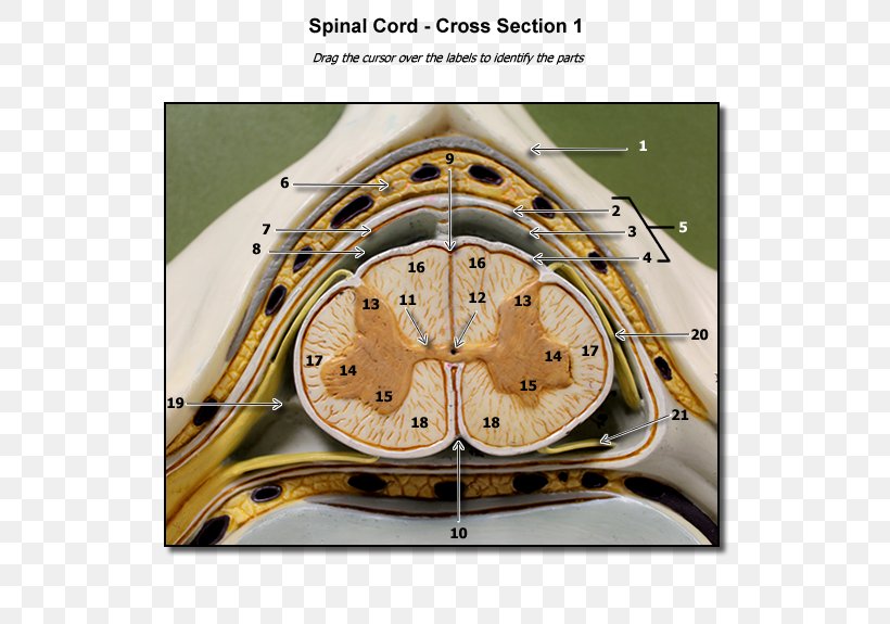 Spinal Cord Human Vertebral Column Cross Section Nervous System, PNG, 600x575px, Watercolor, Cartoon, Flower, Frame, Heart Download Free