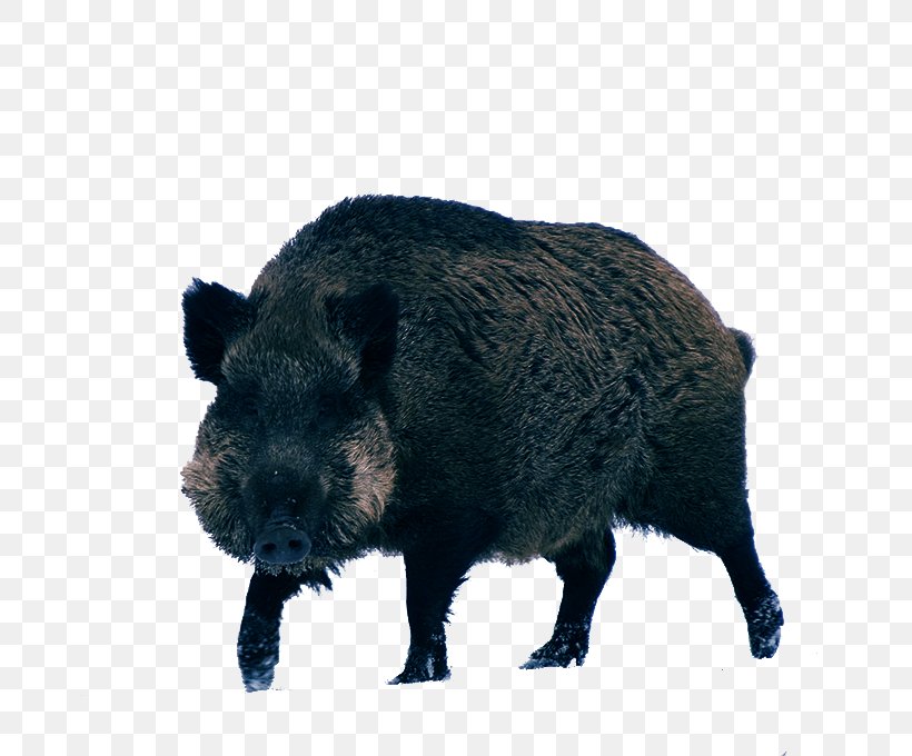 Wild Boar Peccary Game, PNG, 800x680px, Wild Boar, Animal, Domestic Pig, Fauna, Fur Download Free