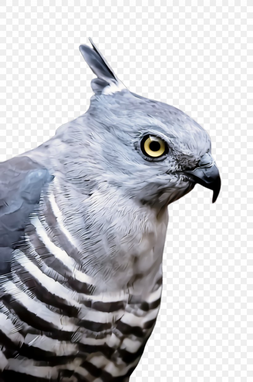 Bird Beak Bird Of Prey Cooper's Hawk Hawk, PNG, 1628x2456px, Bird, Beak, Bird Of Prey, Coopers Hawk, Falconiformes Download Free