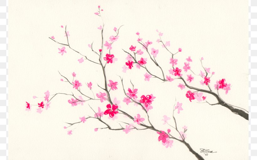 Cherry Blossom Drawing Pencil Sketch Png 767x513px Cherry