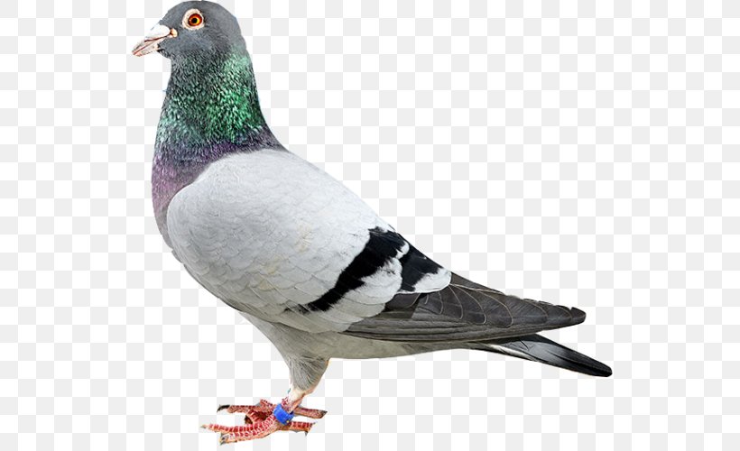Homing Pigeon Rock Dove Columbidae Stock Dove Bird, PNG, 539x500px, Homing Pigeon, Animal, Beak, Bird, Columbidae Download Free