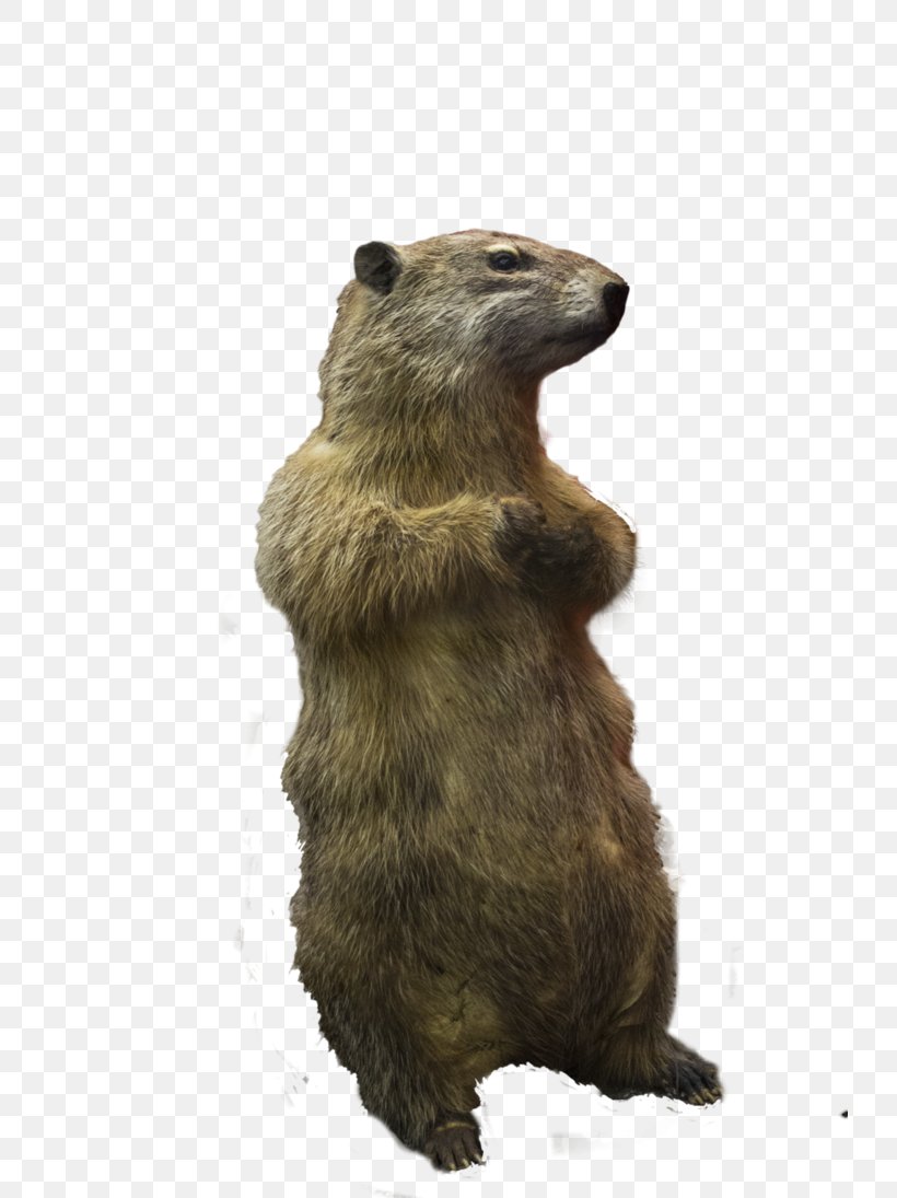 Prairie Dog Squirrel Rodent, PNG, 730x1095px, Prairie Dog, Animal, Art, Beaver, Deviantart Download Free