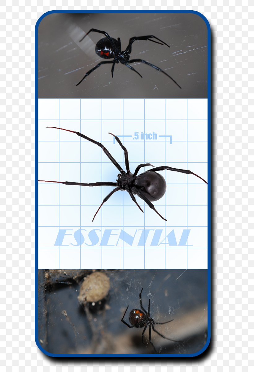 Southern Black Widow Spider Web Royalty-free Brown Widow, PNG, 600x1200px, Southern Black Widow, Arachnid, Arthropod, Black Widow, Brown Widow Download Free