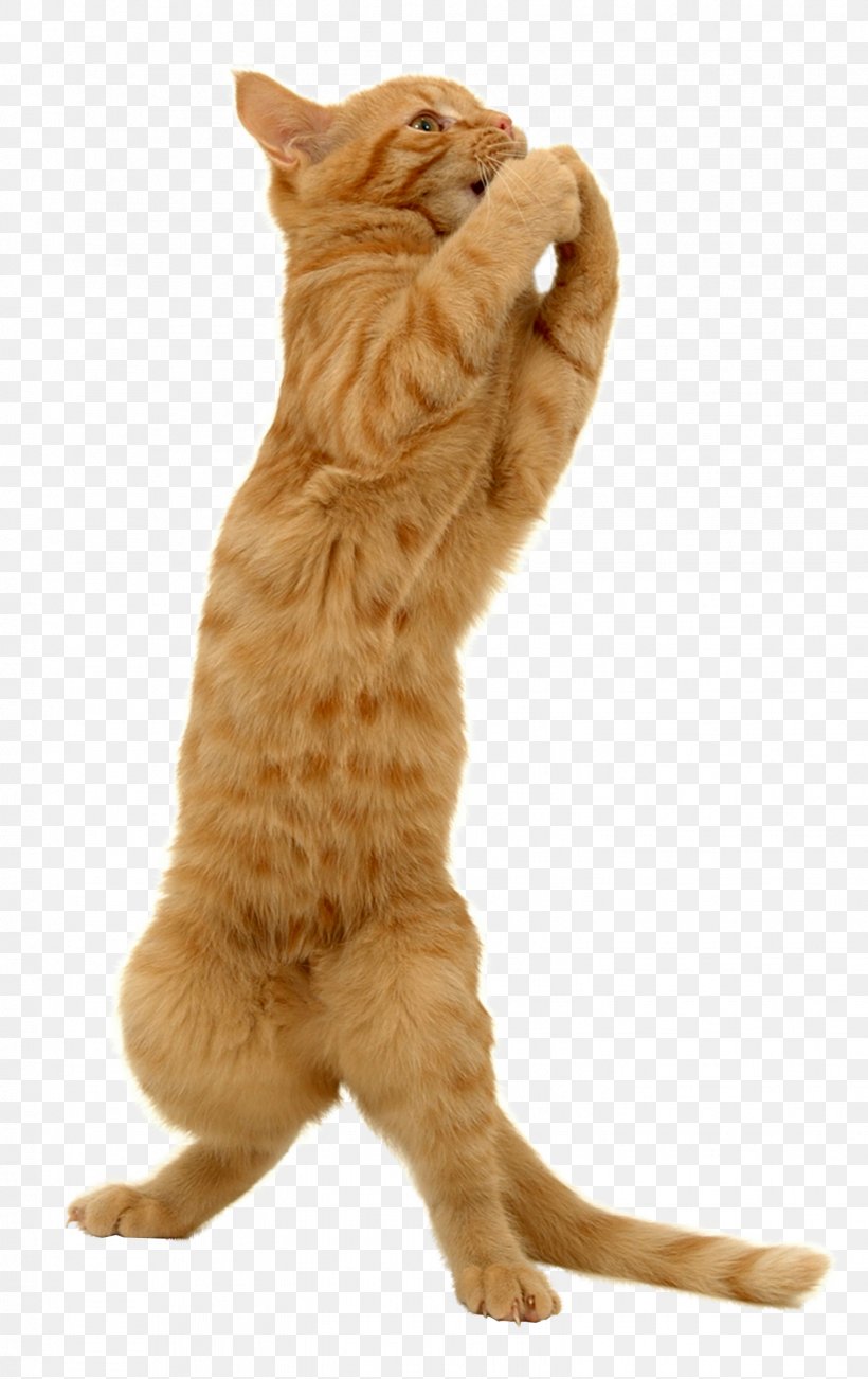 Cat Kitten Felidae Dog Trumpet, PNG, 1528x2427px, Cat, Carnivoran, Cat Like Mammal, Dog, Domestic Short Haired Cat Download Free