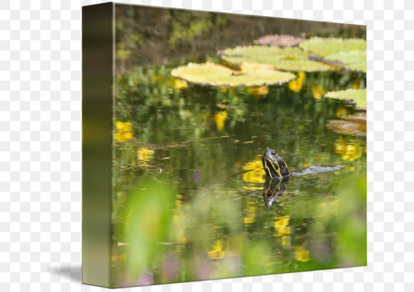 Flora Fauna Ecosystem Meadow Pond, PNG, 650x579px, Flora, Ecosystem, Fauna, Flower, Grass Download Free
