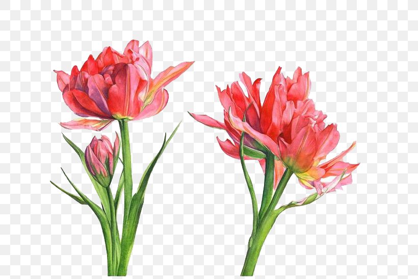 Floral Design Watercolor Painting Parrot Tulips Flower, PNG, 658x547px, Floral Design, Art, Artificial Flower, Artist, Cut Flowers Download Free