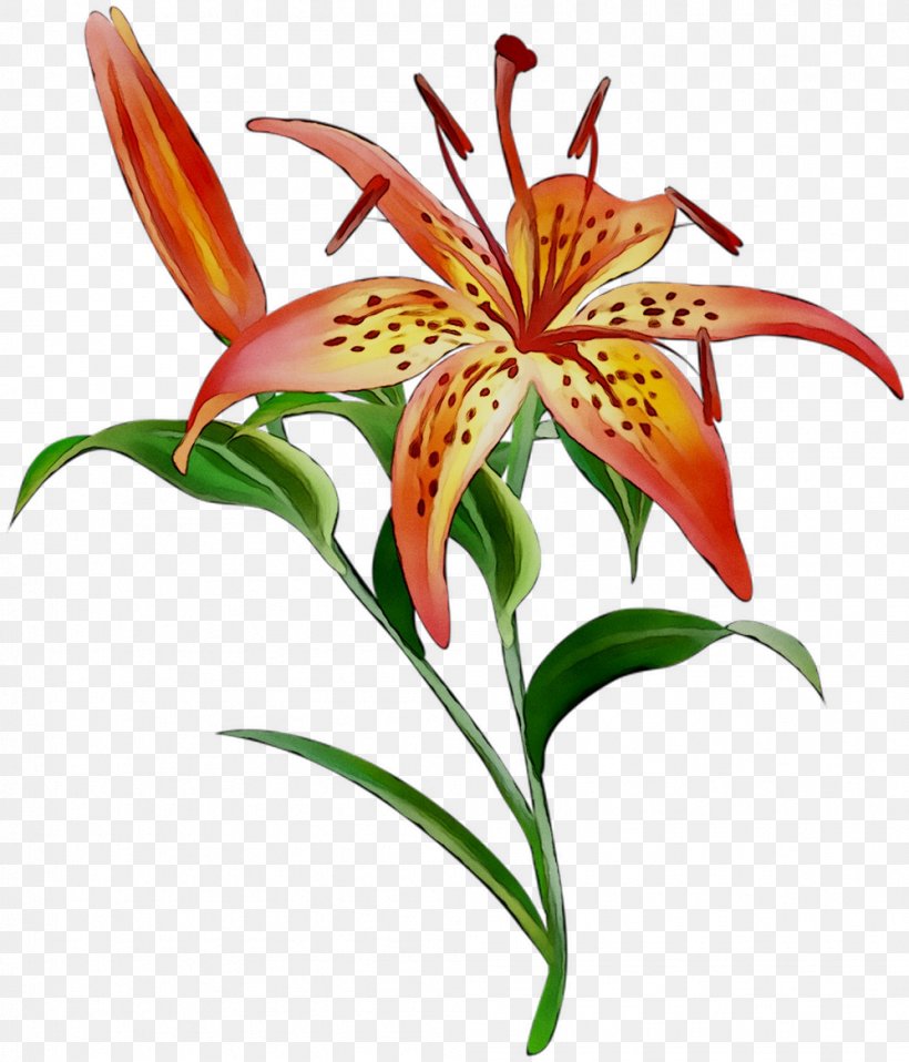 Flower Vector Graphics Image Illustration Orange Lily, PNG, 998x1167px, Flower, Amaryllis Belladonna, Amaryllis Family, Botany, Crinum Download Free