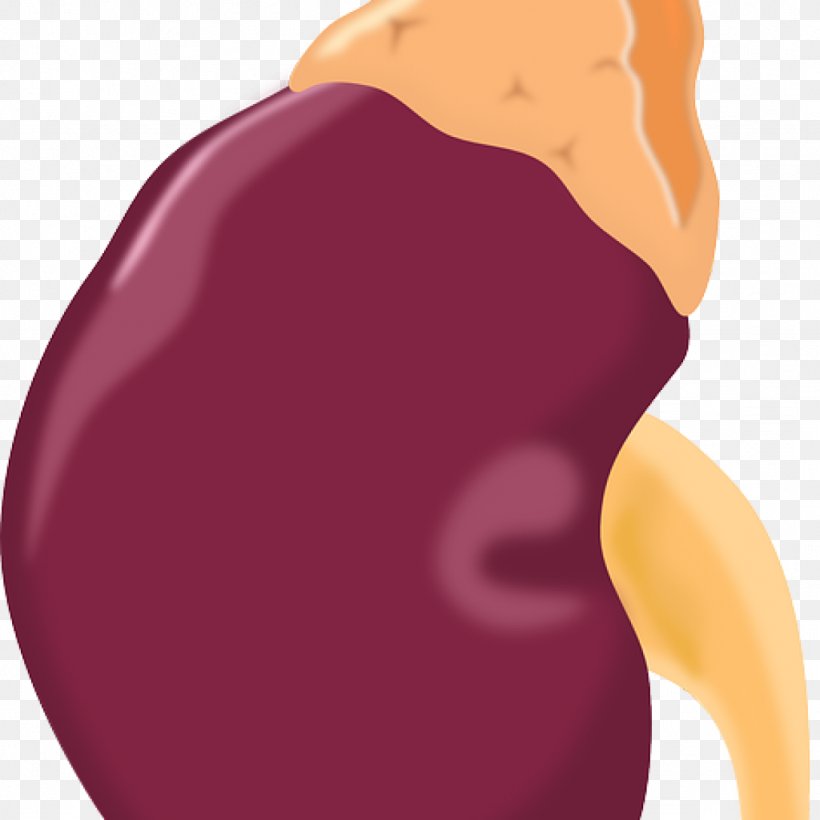 Hormone Kidney Disease Symptom Cortisol, PNG, 1024x1024px, Watercolor, Cartoon, Flower, Frame, Heart Download Free